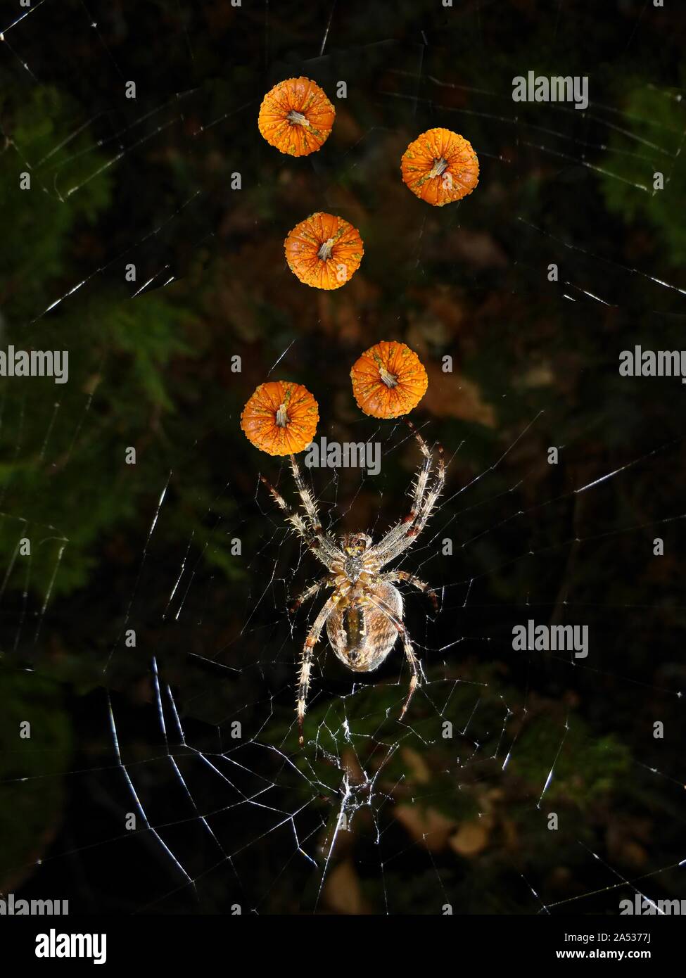 Isolated images of a bumpy pumpkin pasted upon a picture of an orb weaver spider in a juggling pattern for Halloween Stock Photo