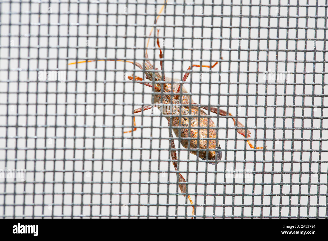 Beetle on the mesh screen closeup - Image Stock Photo