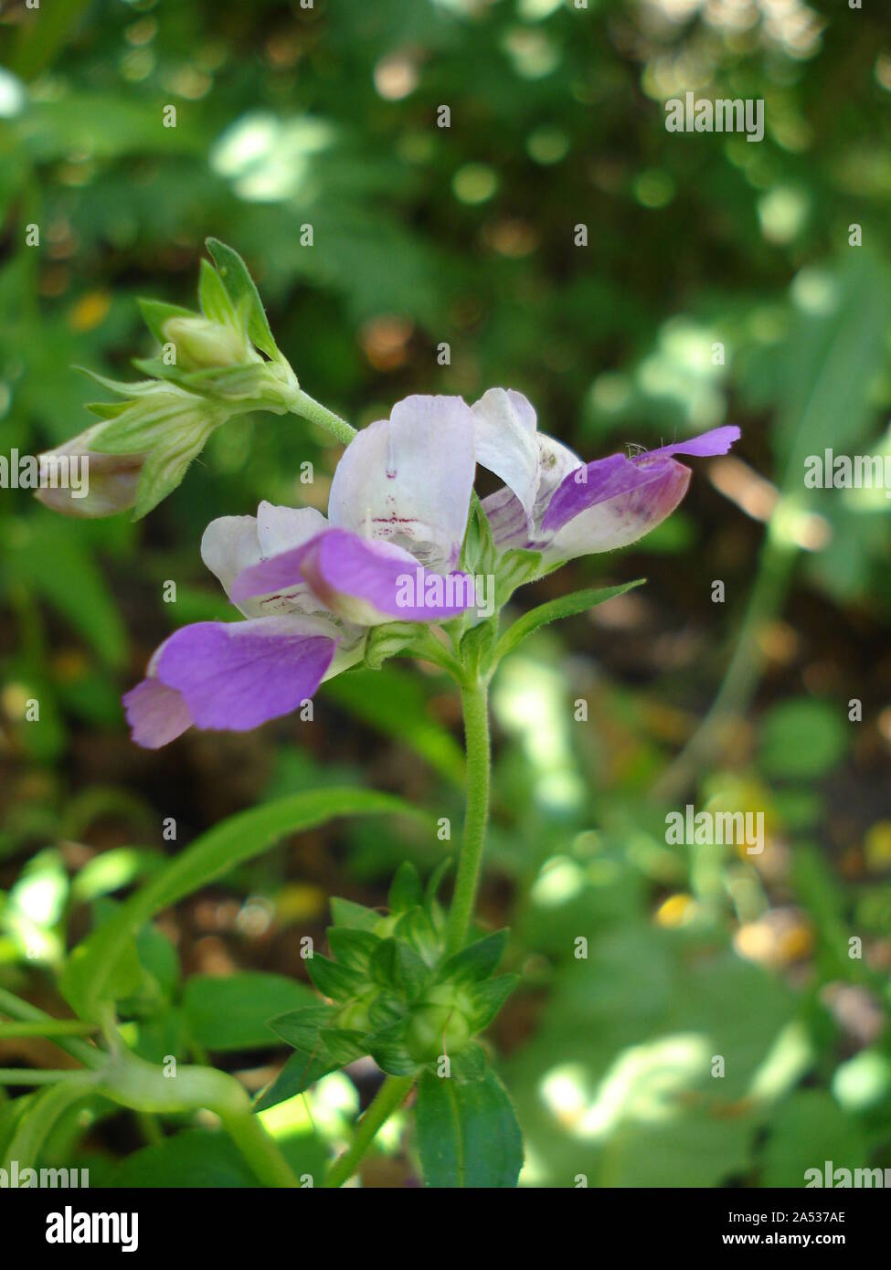 Collinsia bicolor, also called Chinese Houses, Blue-eyed Mary. Stock Photo