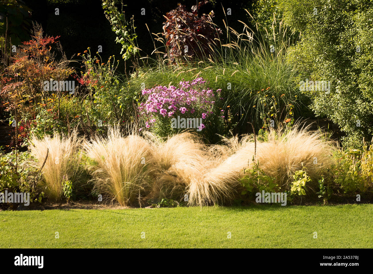 Mixed herbaceous border showing ornamental grasses at their best in early Autumn in an English garden UK Stock Photo