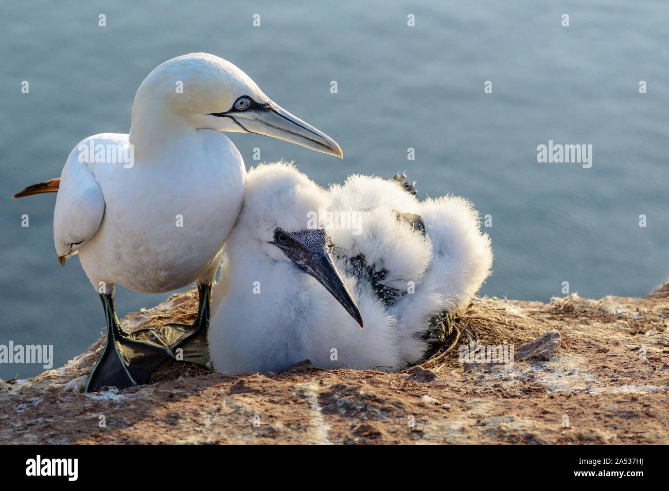 northern gannet (Morus bassanus) with a chick in fluffy feathers, the seabirds live on the rocks of the island Heligoland in the north sea, Germany, b Stock Photo