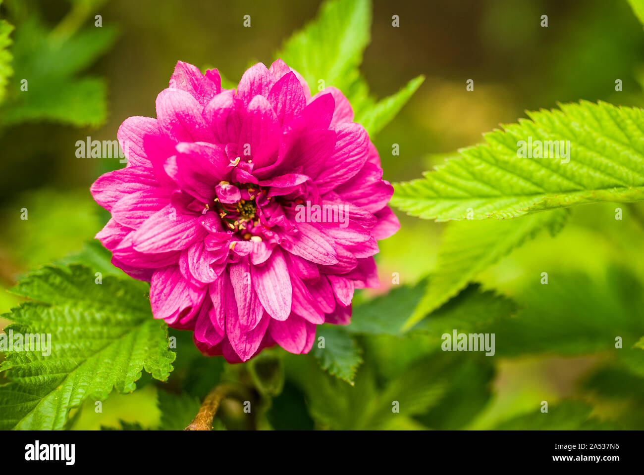 Salmonberry (Rubus spectabilis) beautiful pink - red flowers and