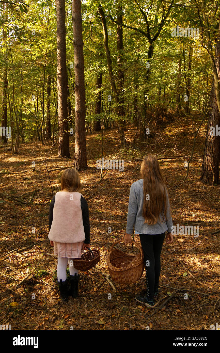 Baskets of mushrooms hires stock photography and images Alamy