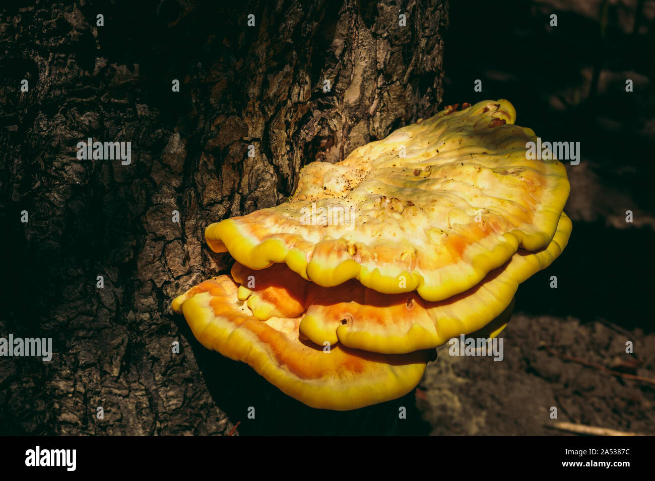 wild mushroom on a tree. yellow color Stock Photo