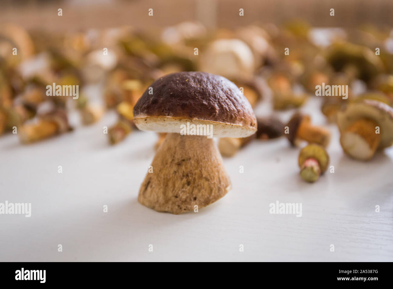 The dark cep bolete, boletus aereus isolated on white background with