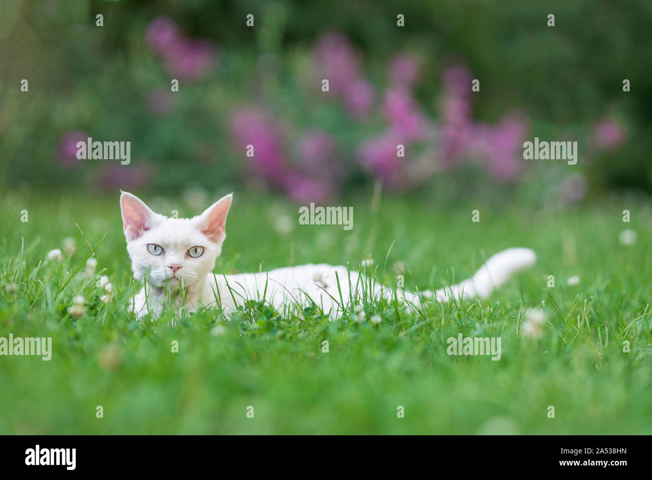 A cute young white purebred Devon Rex cat in the green grass with purple flowers in the background. The cat is laid down in the grass and she is looki Stock Photo