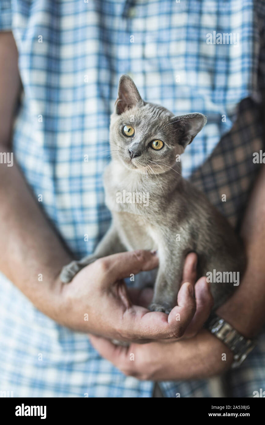 A cute young blue Burmese kitten in the arms of a male caucasian adult wearing a checkered blue shirt. The kitten is gray with yellow eyes and is 13 w Stock Photo