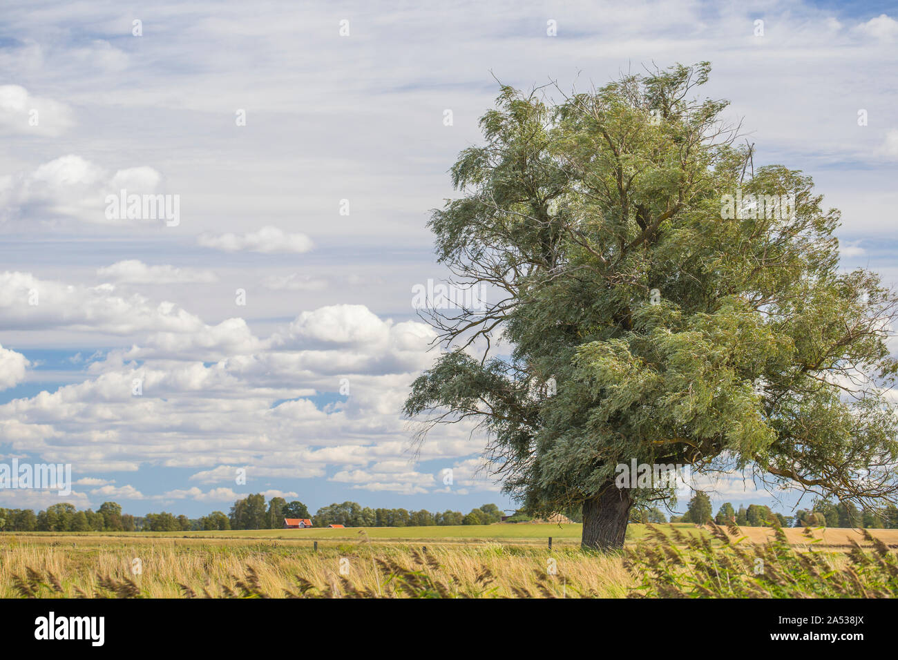 A stand alone tree on a sun tried yellow field on a summer day. The cloud is blue grey with lots of clouids. Copy space in the sky next to the tree. Stock Photo