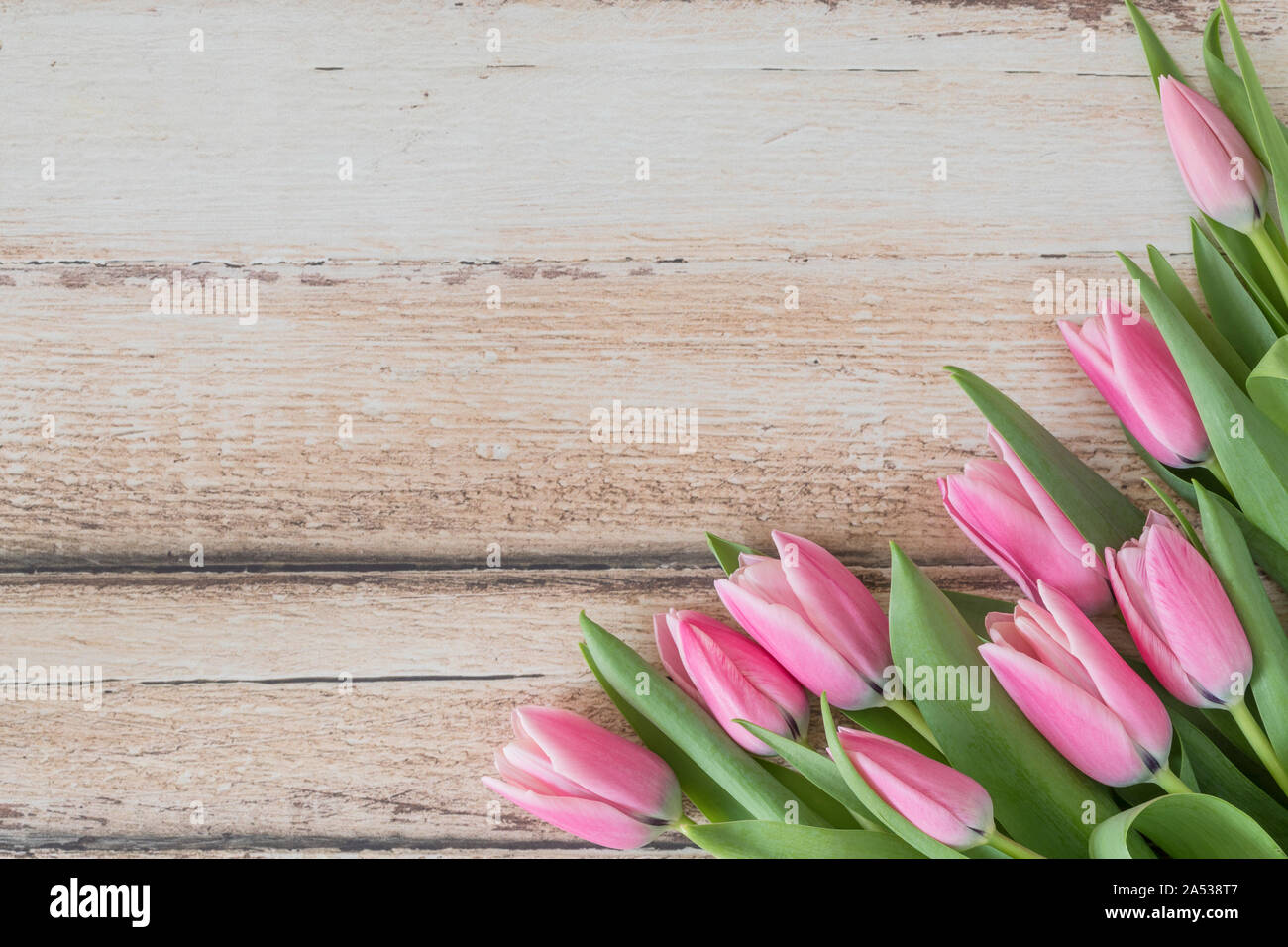 Beautiful tulips lying down flat lay perspective seen from above. The pink flowers are on a light brown rustic wooden table. The pretty spring flower Stock Photo