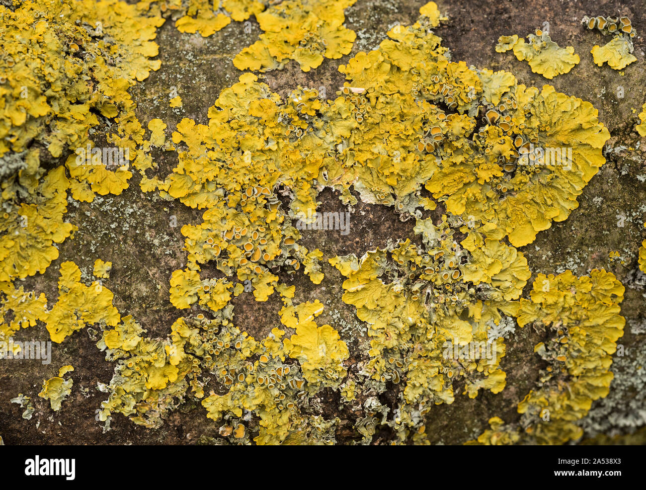 Leafy Xanthoria lichen growing on the bark of an Ash,from the Greek 'xanthos' meaning yellow. Nitrogen loving lichen, indicates Nitrogen pollutants. Stock Photo
