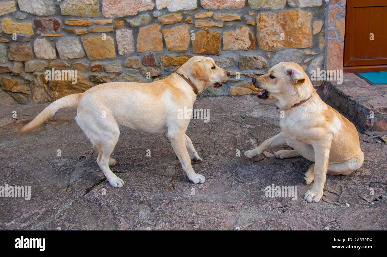 Two Labrador dogs play at home, bite, growl, attack each other Stock