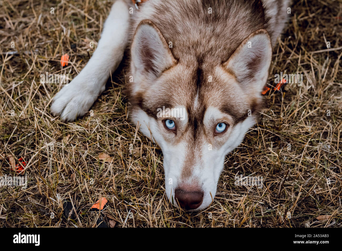 Portrait of Siberian huskie. Adorable fluffy husky dog. Cute dog head Stock Photo