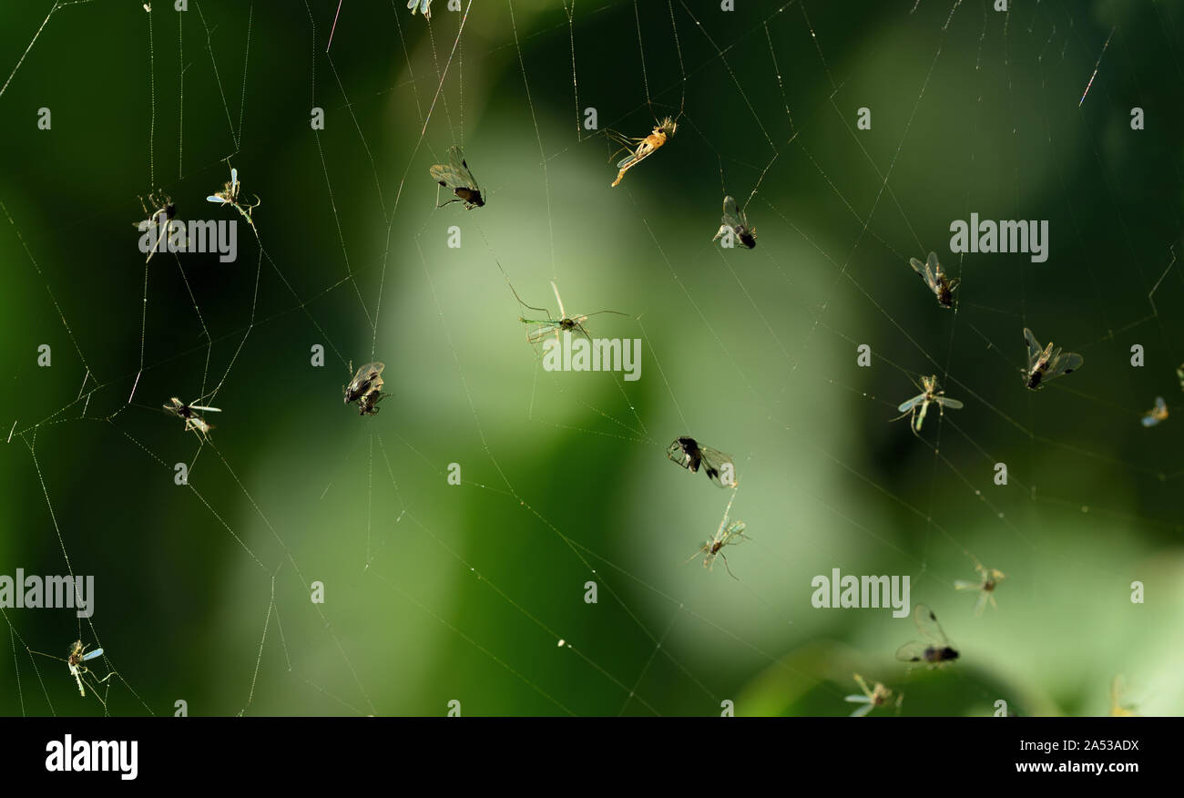 A spider web full of trapped insects in autumn against green background ...