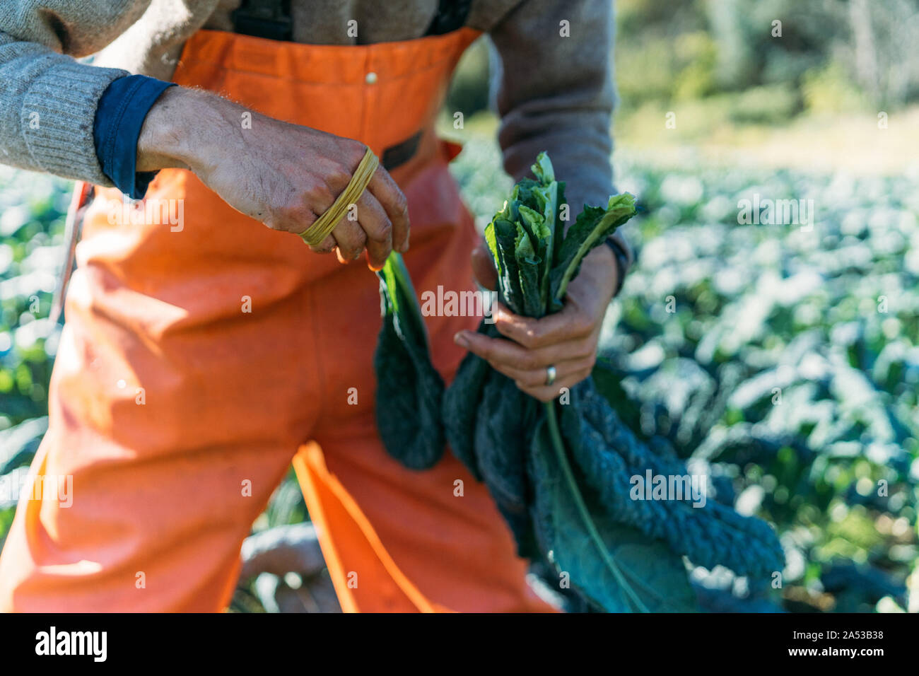Farmer is collecting organic italian kale for the market Stock Photo