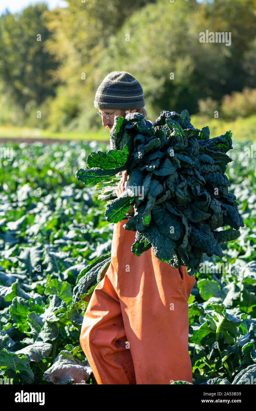 Proud farmer with a huge bunch of organic kale fall day harvest Stock Photo
