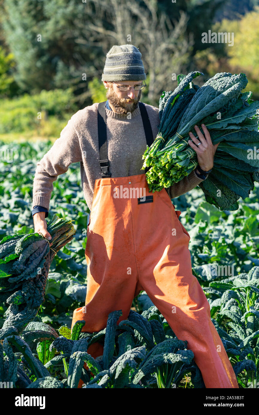 Proud farmer with a huge bunch of organic kale fall day harvest Stock Photo