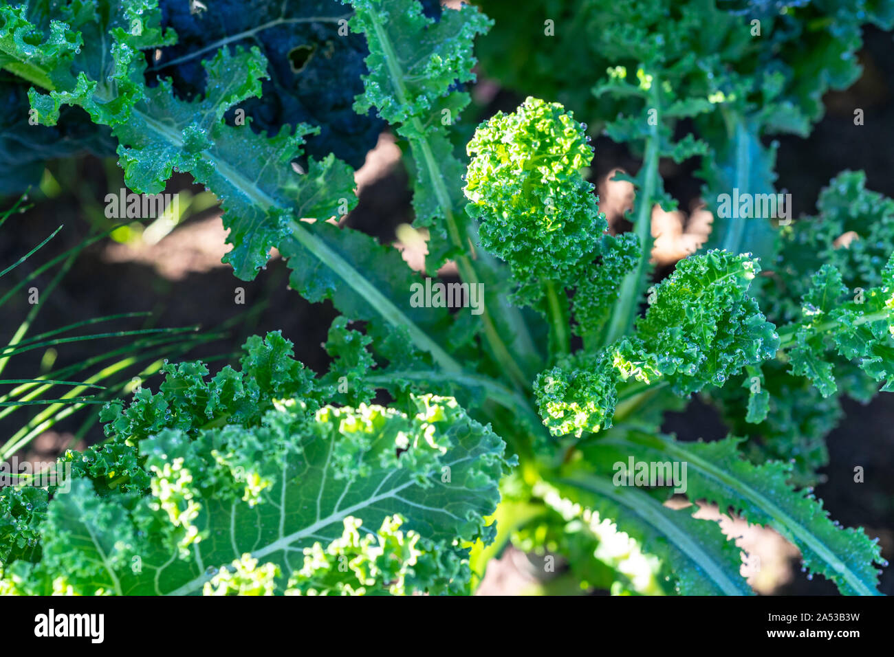 Frosty organic curly kale during early morning at the farm Stock Photo