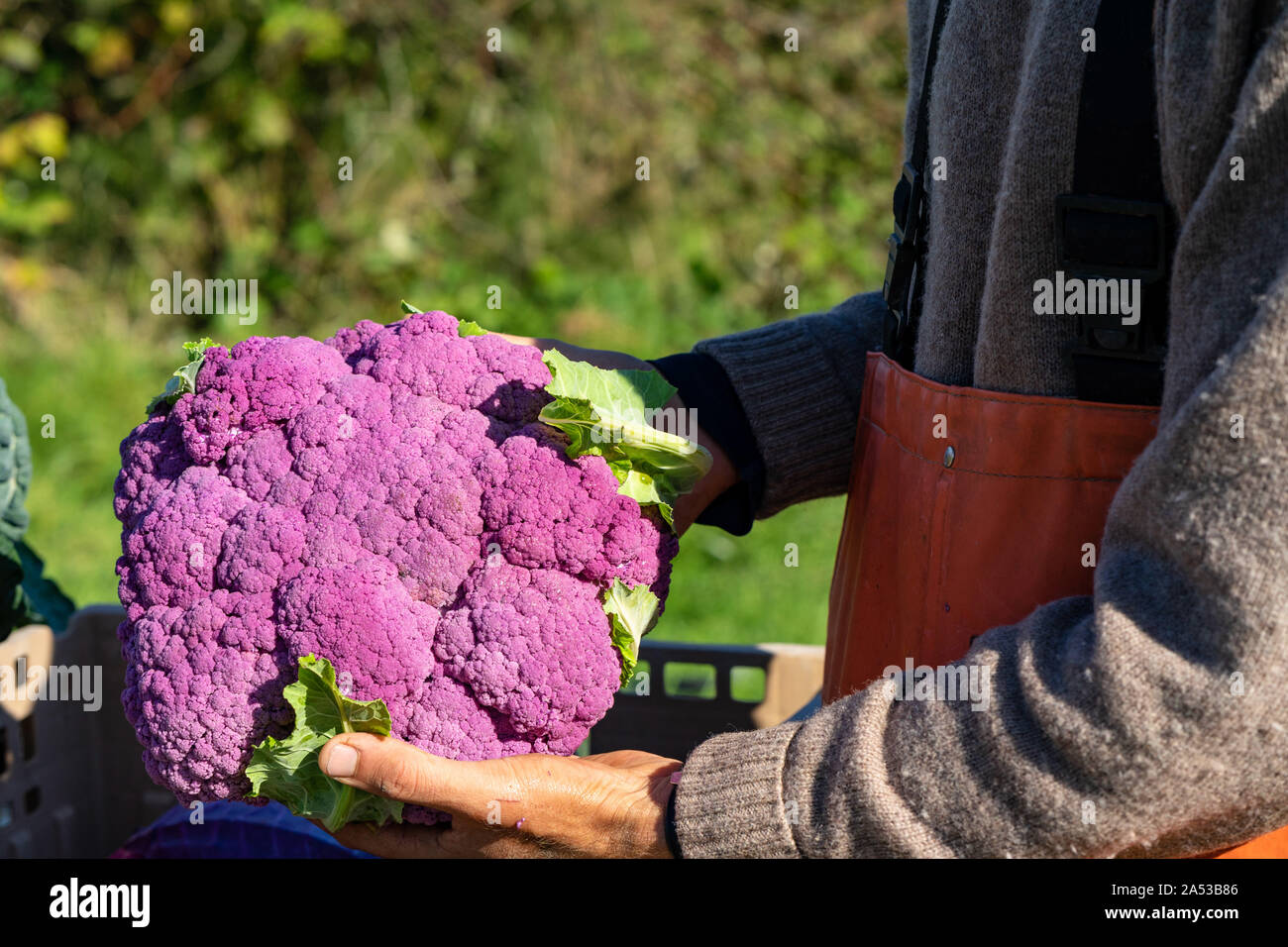 Organic red cauliflower on display during fall harvest Stock Photo