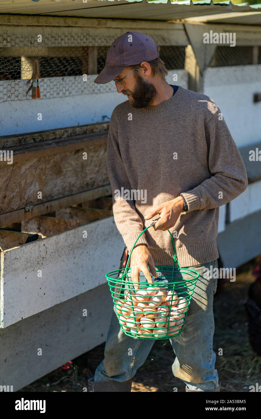 Farmer is collecting free range organic chicken eggs Stock Photo