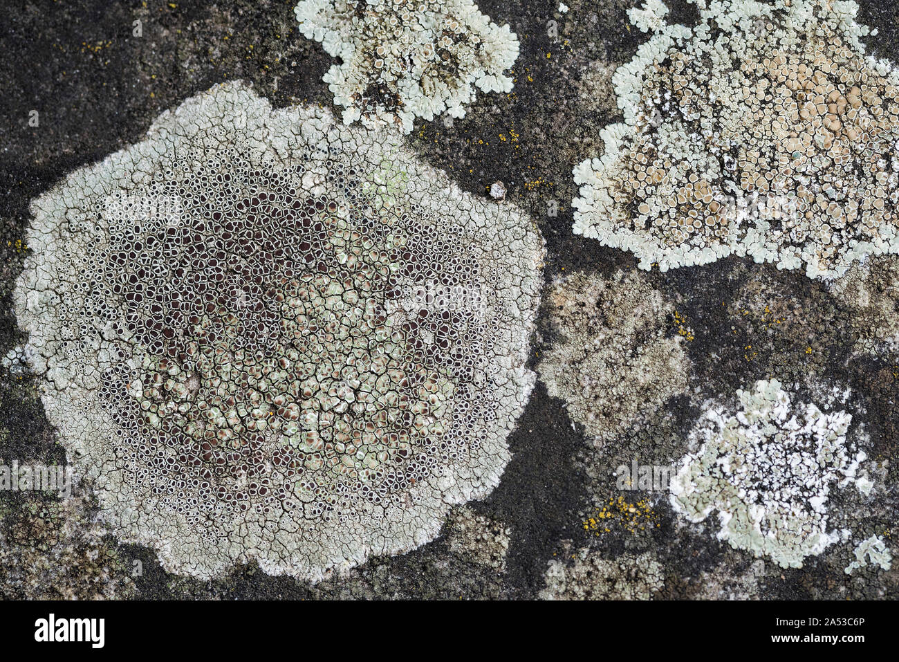 Pale grey lichen ( Lecanora campestris subsp. campestris ) on a horizontal gravestone. Lecanoraceae Stock Photo
