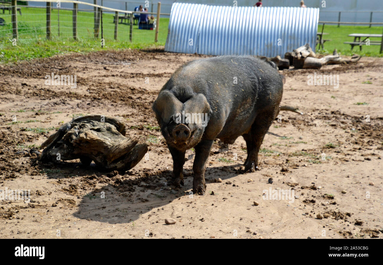 Large adult pig at Jimmy's Farm and Wildlife Park, Pannington Hall Lane, Ipswich, UK Stock Photo