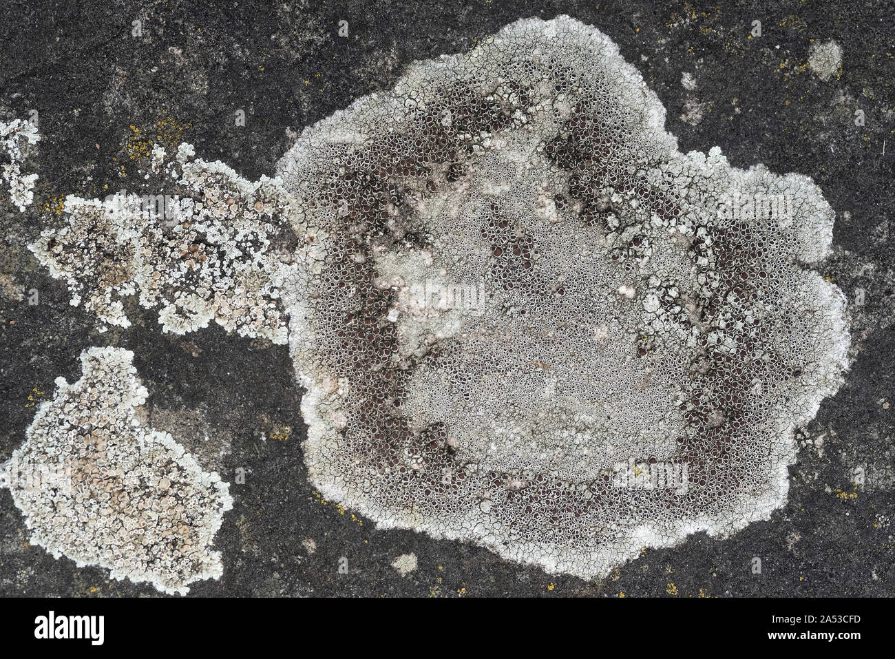 Pale grey lichen ( Lecanora campestris subsp. campestris ) on a horizontal gravestone. Lecanoraceae Stock Photo