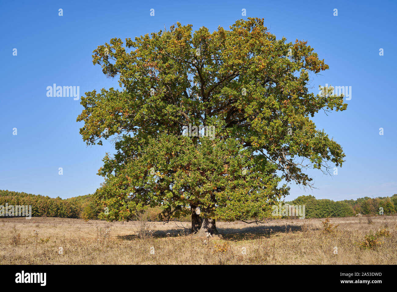 Huge centennial oak tree on a field in the autumn Stock Photo - Alamy