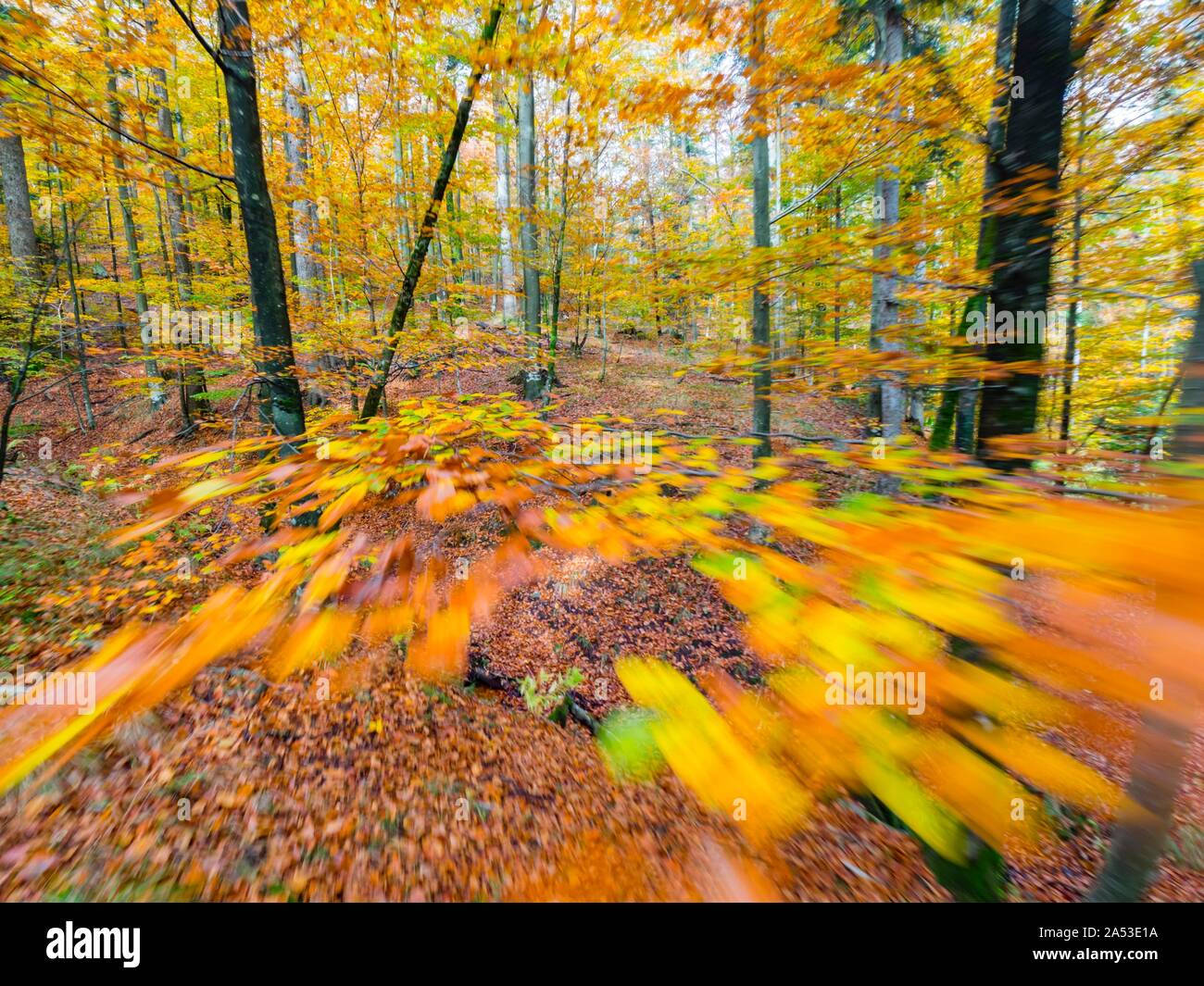 Download Vivid Rich Colors Of Autumn Fall Yearly Season In Forest Near Fuzine In Croatia Motion Like Intentionally Partial Blurry Imagery Portraying Speed Stock Photo Alamy
