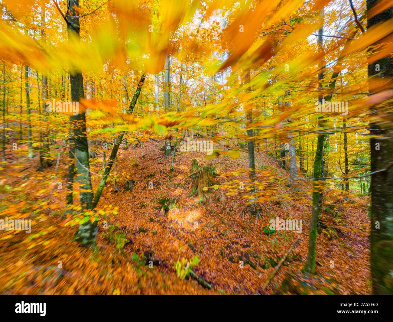 Vivid rich colors of Autumn Fall yearly season in forest near Fuzine in Croatia motion-like intentionally partial-blurry imagery portraying speed Stock Photo