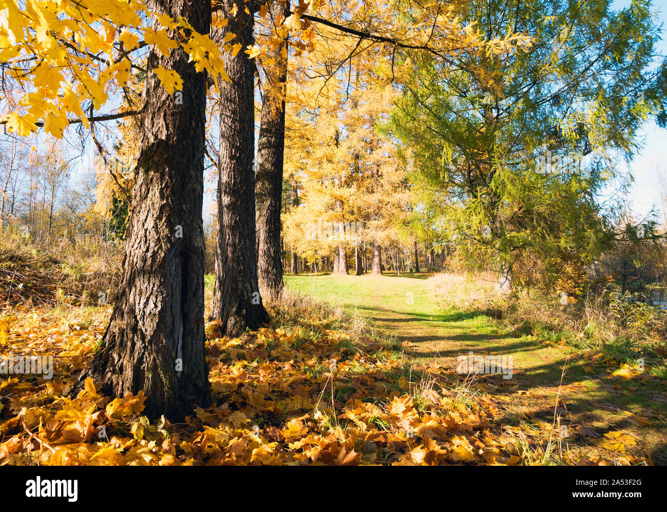 On the outskirts of an oak forest hi-res stock photography and images ...