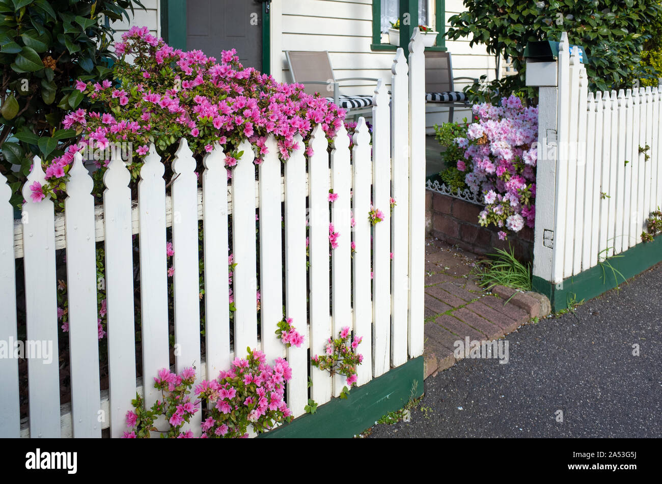 Pink flowers against the white wooden garden fence of a residential house in the suburb. Melbourne, VIC Australia. Stock Photo