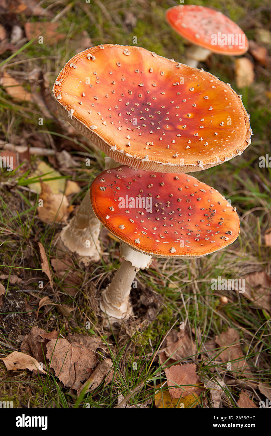 Red flat cap mushroom hires stock photography and images Alamy
