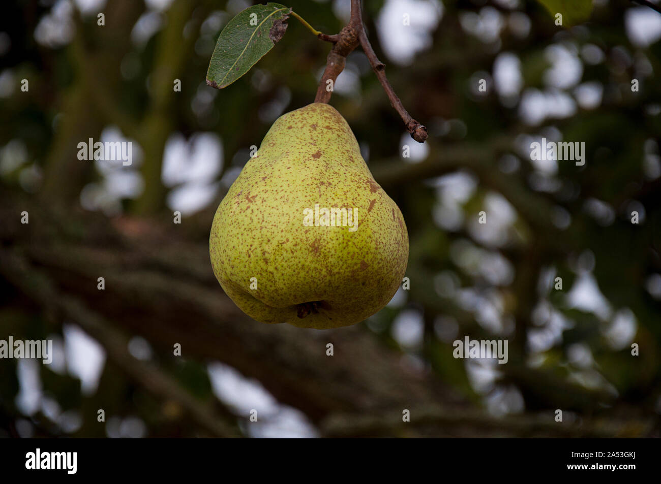 Tree crown center hi-res stock photography and images - Alamy