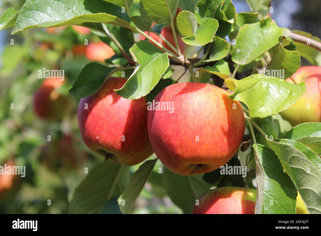 The picture shows apples on a apple tree in the summer Stock Photo - Alamy