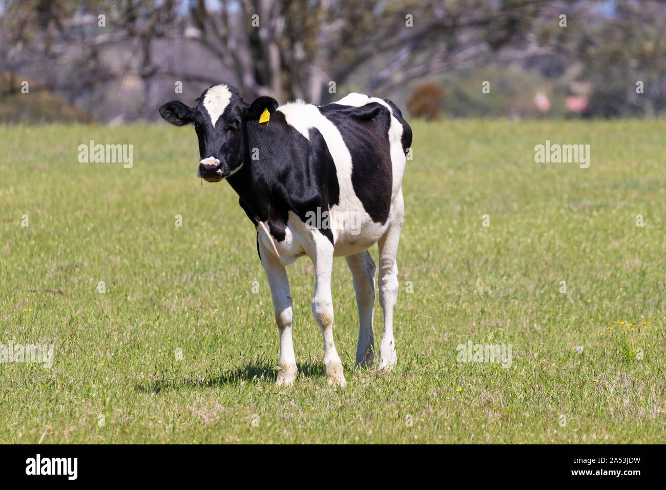 Black and White dairy cows grazing in a green field of grass Stock ...
