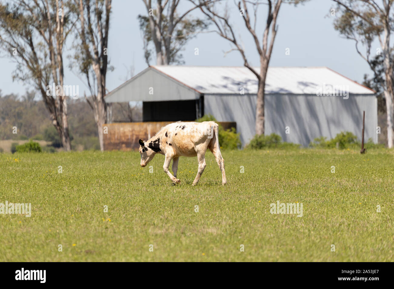 Black and White dairy cows grazing in a green field of grass Stock ...