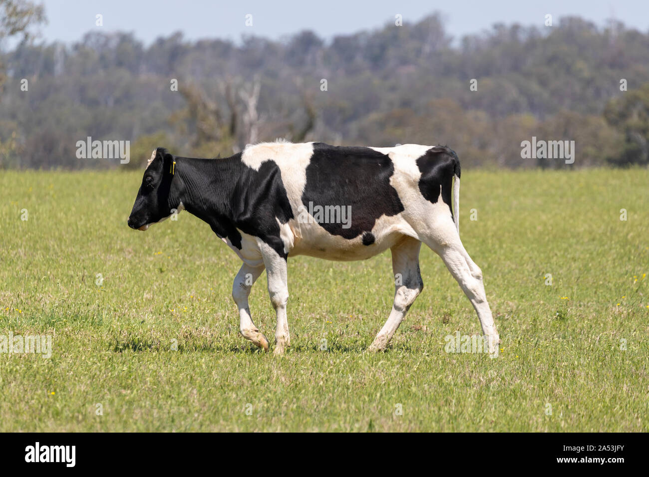 black-and-white-dairy-cows-grazing-in-a-green-field-of-grass-stock
