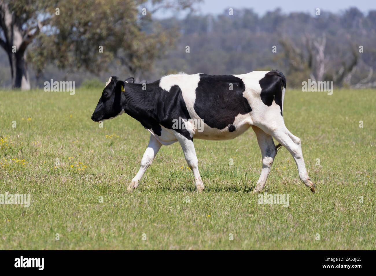 Black and White dairy cows grazing in a green field of grass Stock ...