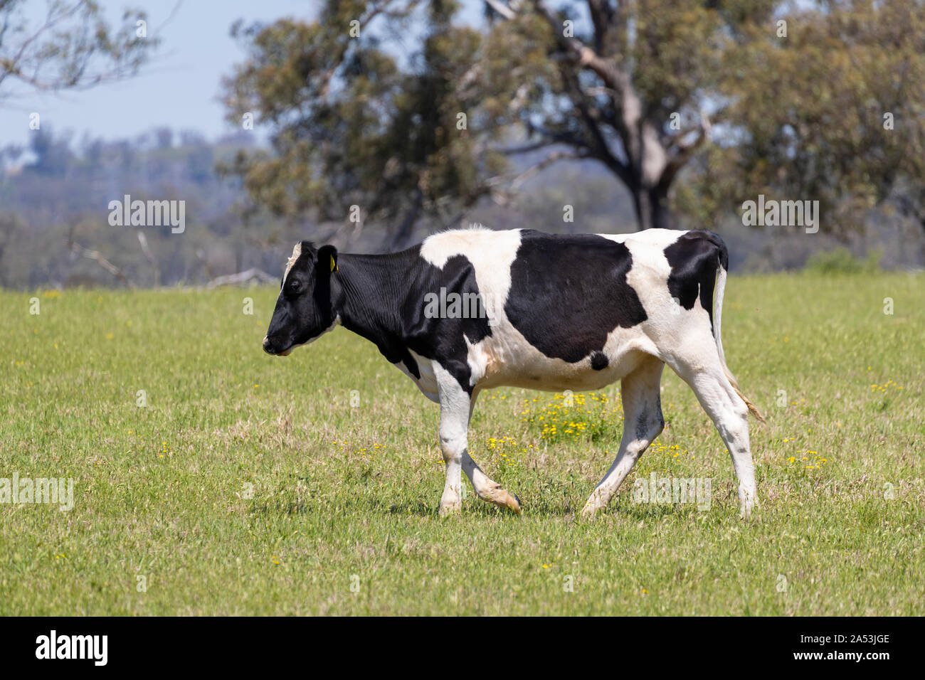 Black and White dairy cows grazing in a green field of grass Stock ...