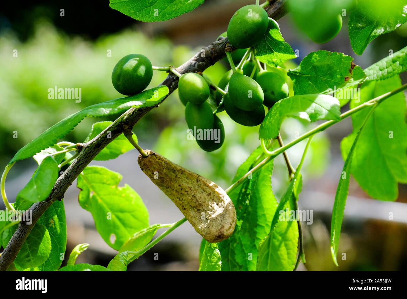 Distorted fruit of a damson caused by 'plum pocket' disease; 'Taphrina pruni'. Stock Photo