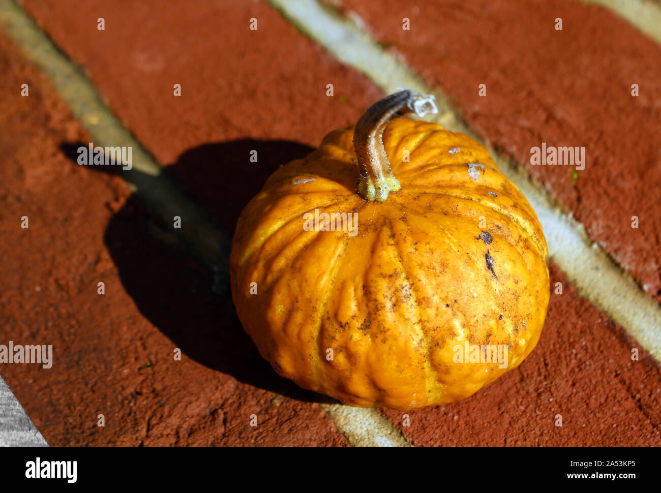 A small pumpkin outside on a wall Stock Photo