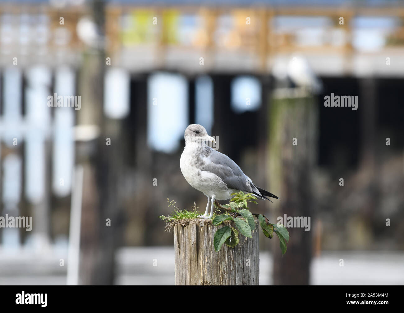 first year ring-billed gull (Larus delawarensis) stands on a post in the harbour of Telegraph Cove with Telegraph Cove’s famous  boardwalk in the back Stock Photo