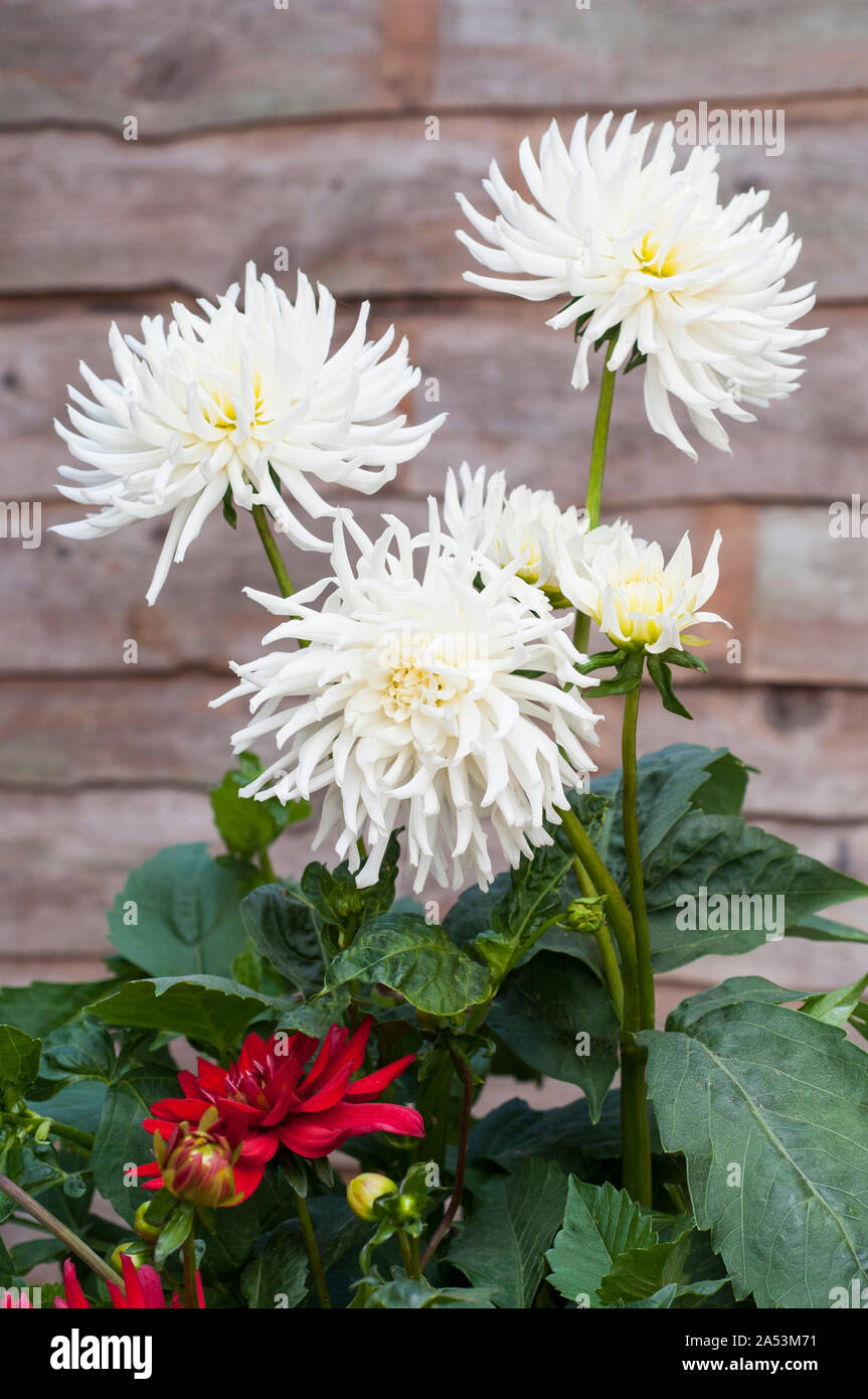 Group of white Playa Blanca cactus dahlia flowers Tuberous plants that