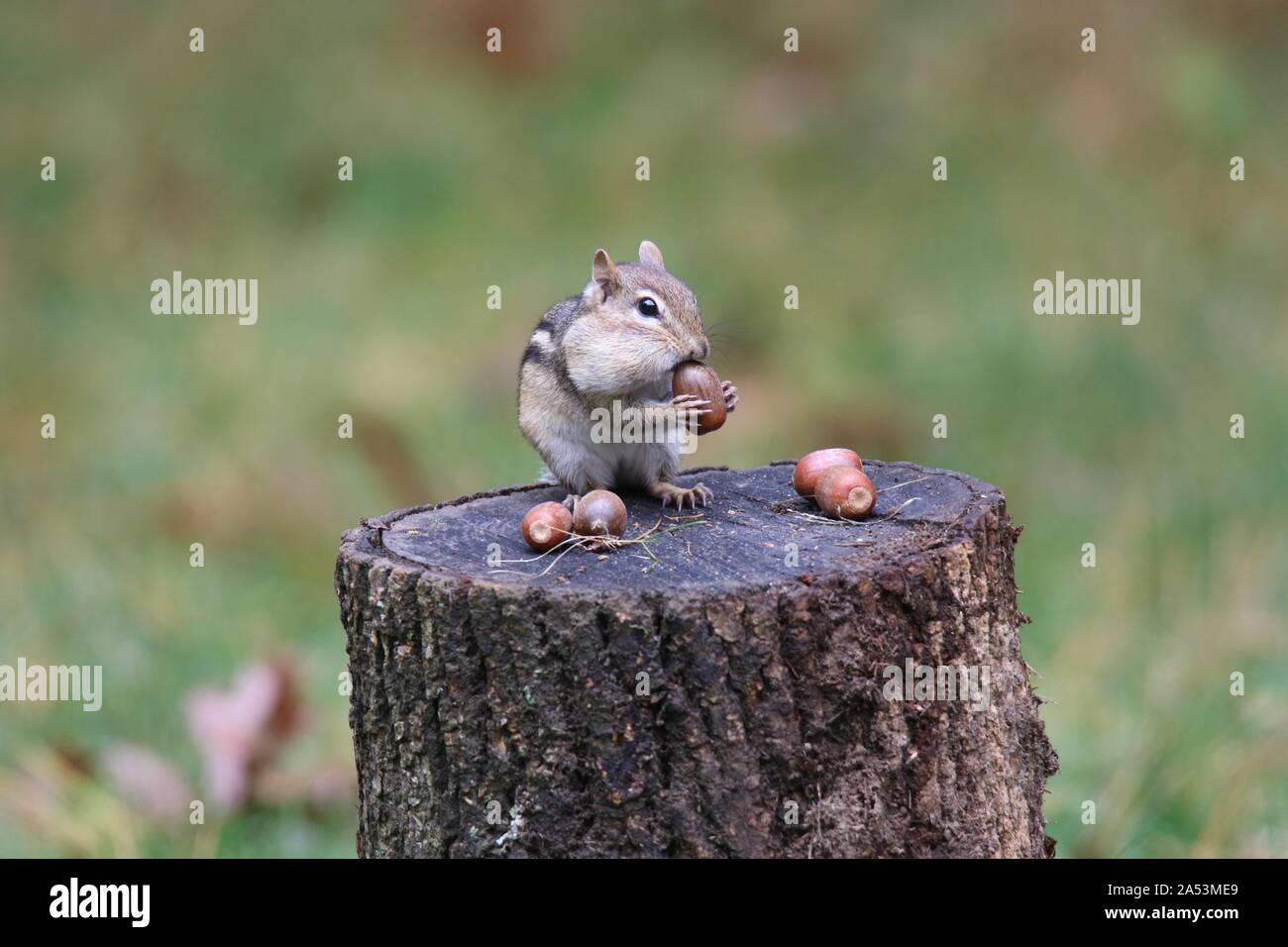 Eastern Chipmunk Finding Acorns to Store Away for Winter Stock Photo