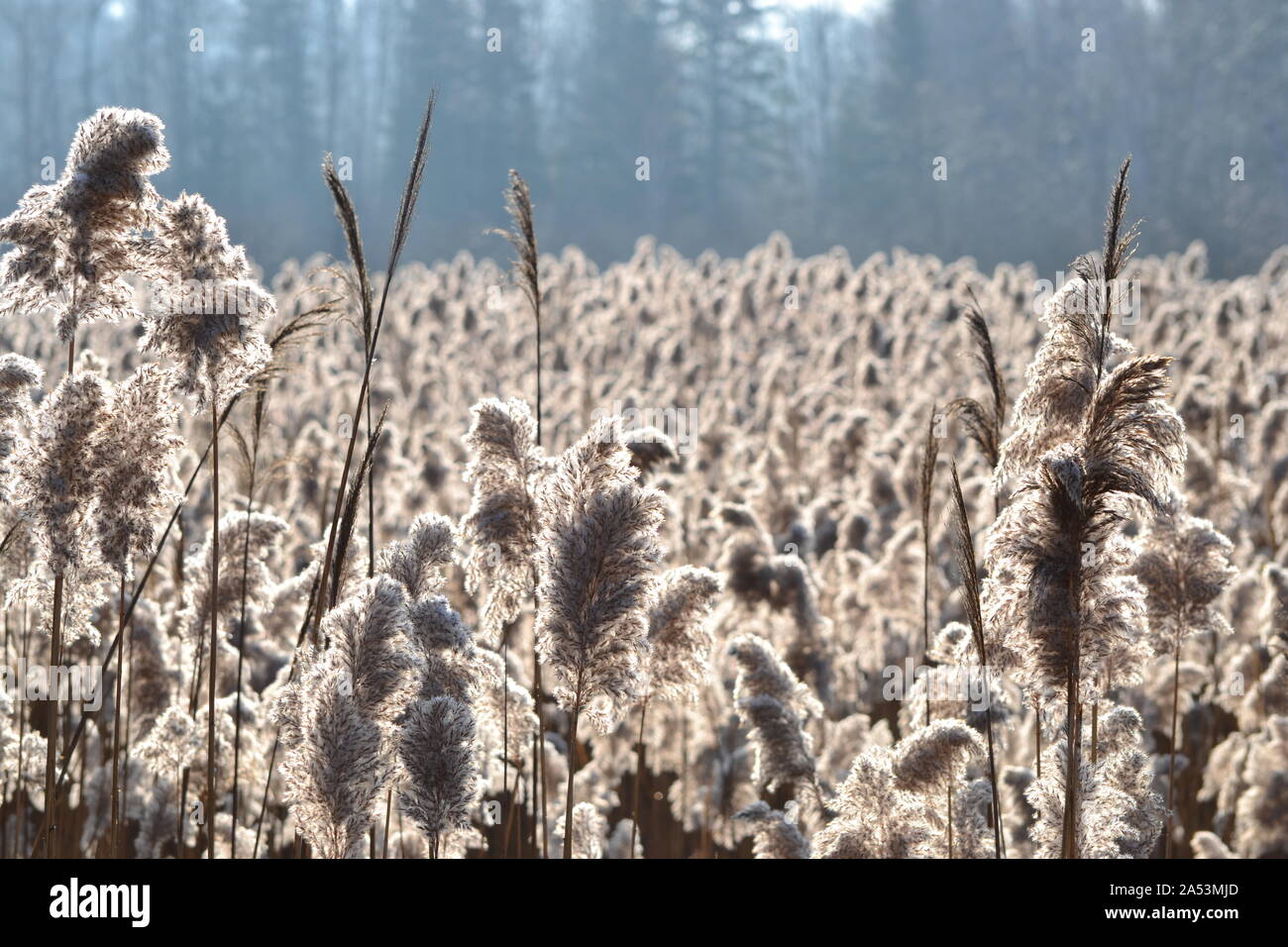 Field with grasses and low light Stock Photo