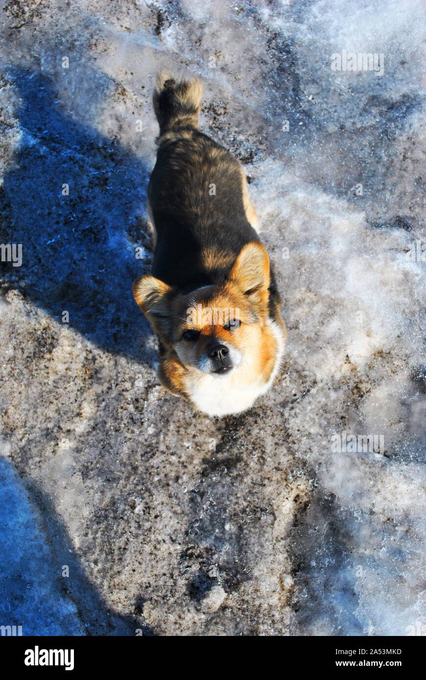 Dog With Paw In The Air Stock Photos Dog With Paw In The