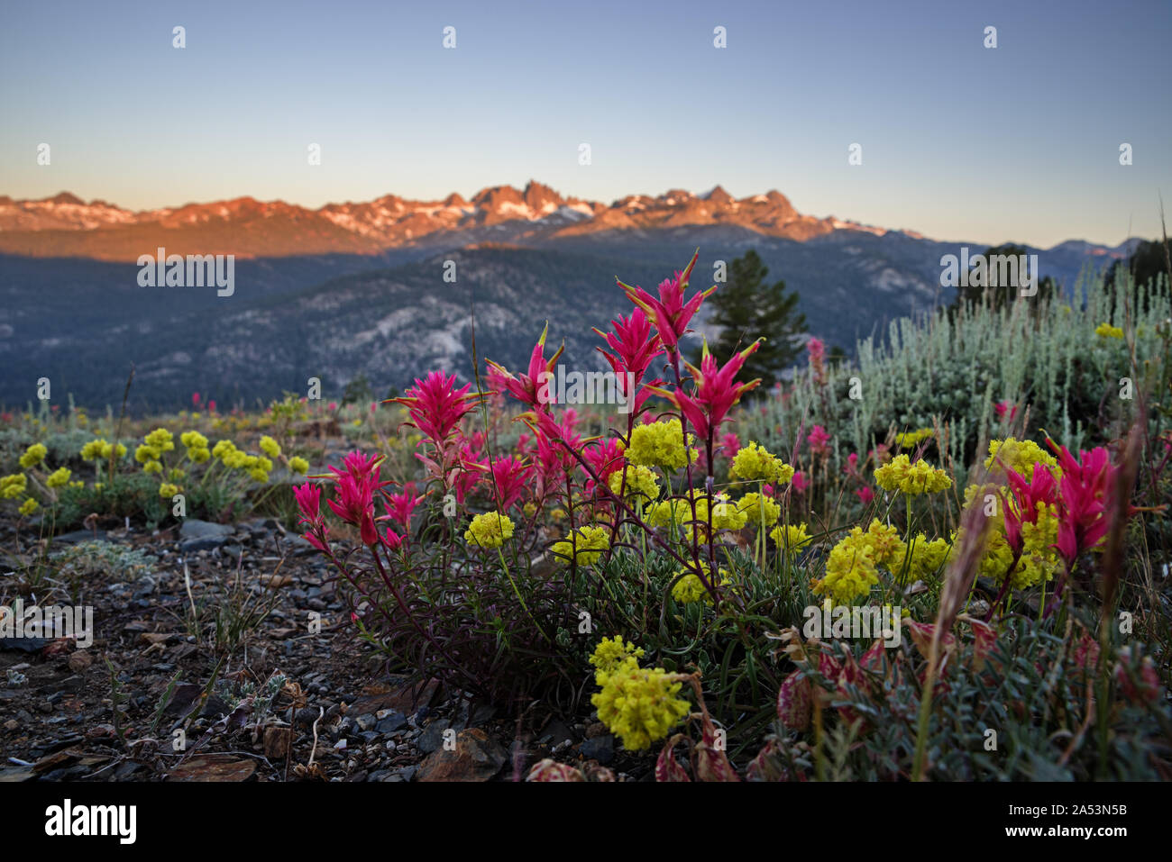 Indian wildflowers hi-res stock photography and images - Alamy