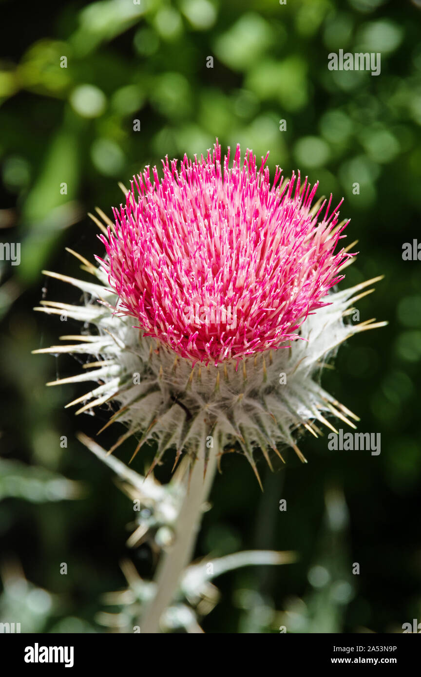 purple pink thistle flower with shallow depth of field Stock Photo