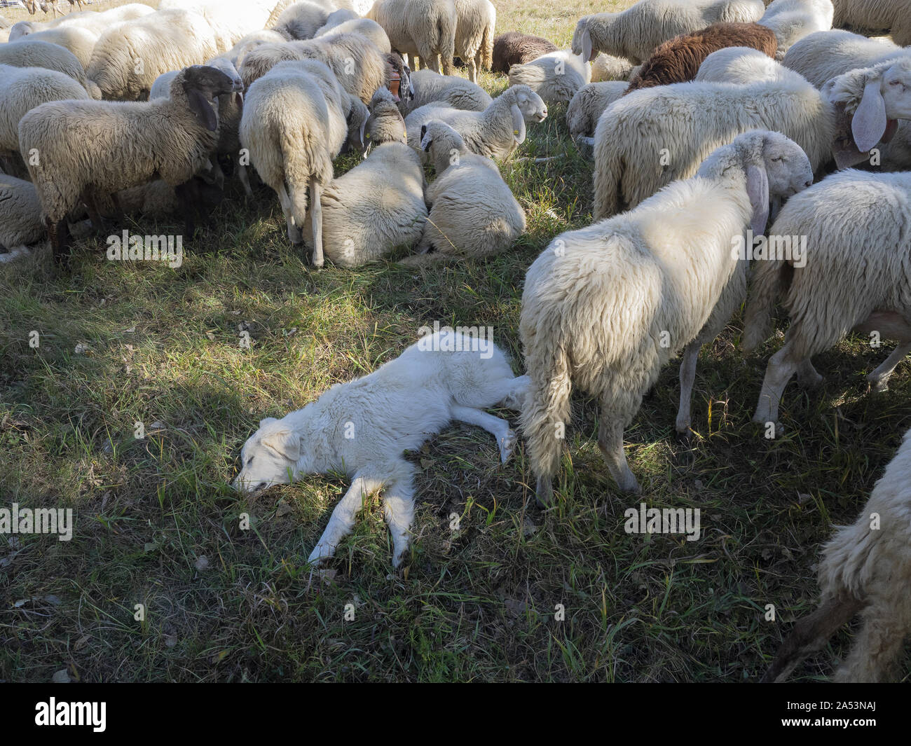 Maremmano Abruzzese white Sheepdog sleeping surrounded by sheeps (breed of dog originating in the Maremma area of Tuscany and northern Lazio in Italy) Stock Photo