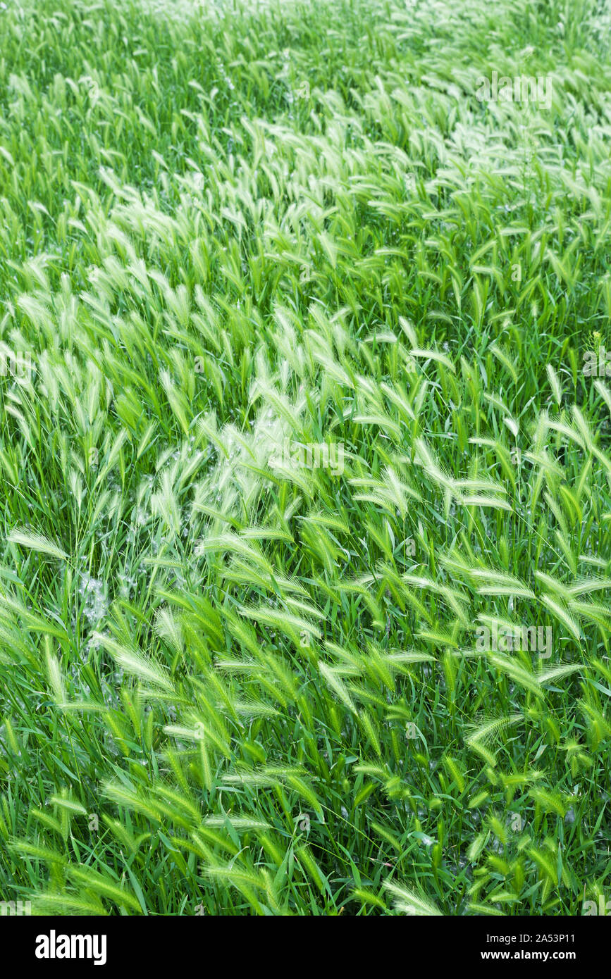 grass seed heads on tall bent over grass stalks Stock Photo